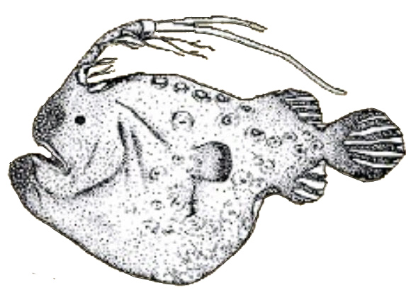 Himantolophus albinares_01.jpg